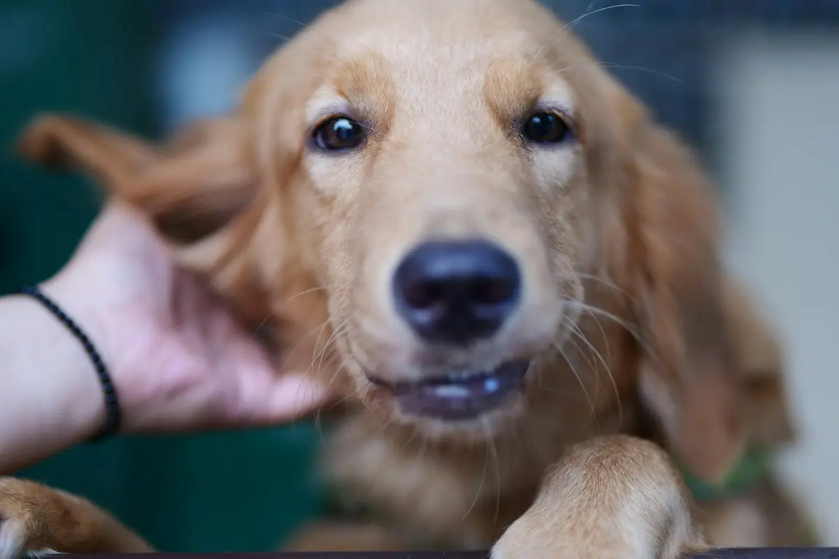 Cachorro dorado sobre un mostrador