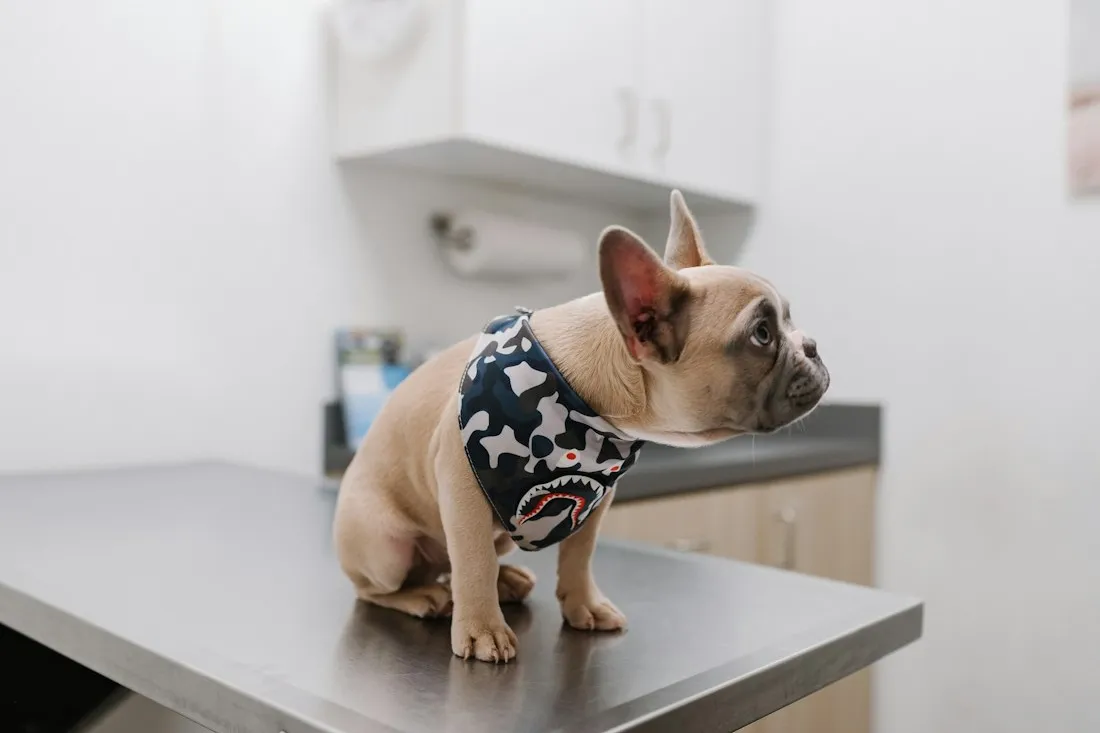 Bulldog francés blanco en una clínica veterinaria