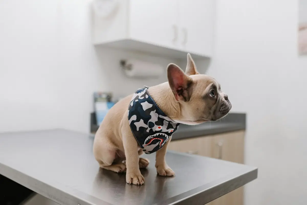Perro sobre la mesa de exploración de una clínica veterinaria